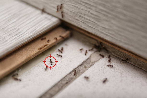 Best Local Pest Control Services  in Camp Hill, PA