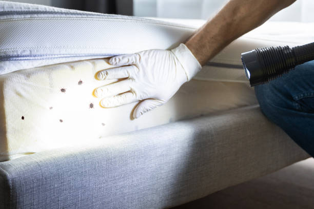 Best Affordable Pest Control Services  in Camp Hill, PA