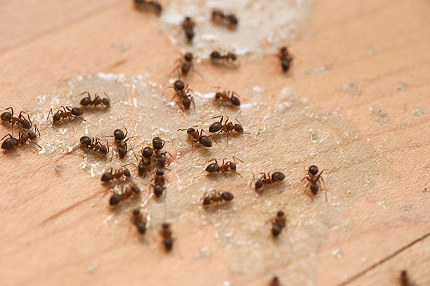 Best Pest Control Near Me  in Camp Hill, PA